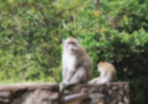 Blurred image of a monkey