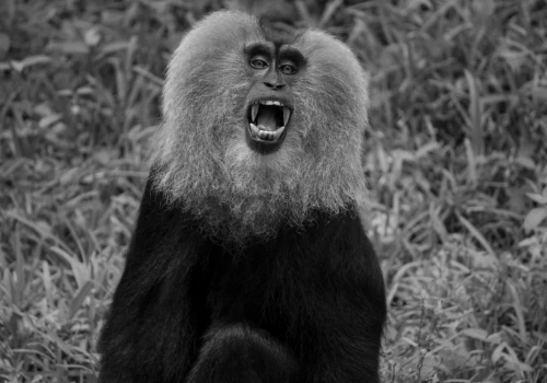 Image of a monkey with a greyscale filter