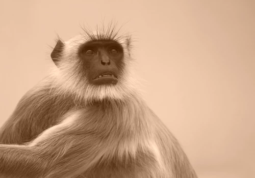 Image of a monkey with a sepia filter