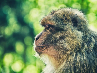 Image showing a monkey by artnok