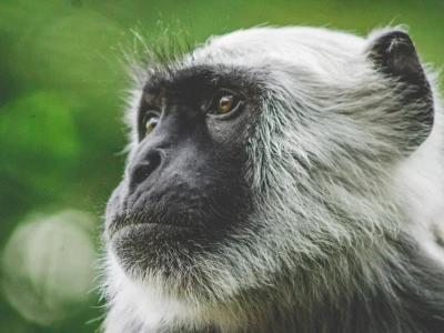 Image showing a monkey by benkoorengevel