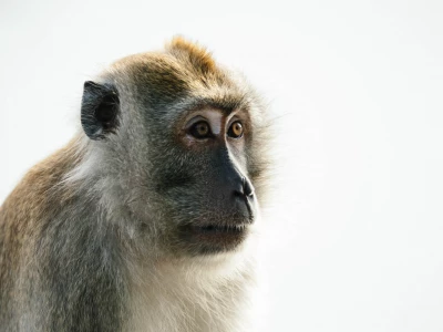 Image showing a monkey by chuttersnap