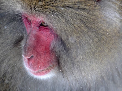 Image showing a monkey by damirkotoric