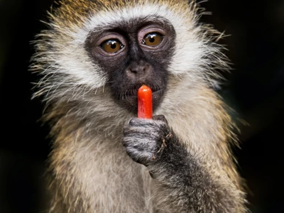 Image showing a monkey by davidclode