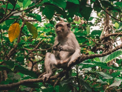 Image showing a monkey by goodchinese
