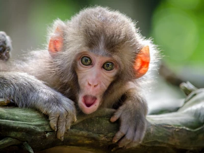 Image showing a monkey by haughters