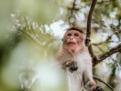 Image showing a monkey by koalamoose