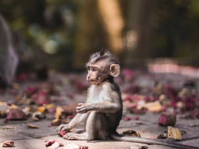 Image showing a monkey by locreaphoto
