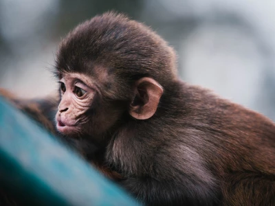 Image showing a monkey by martinjernberg