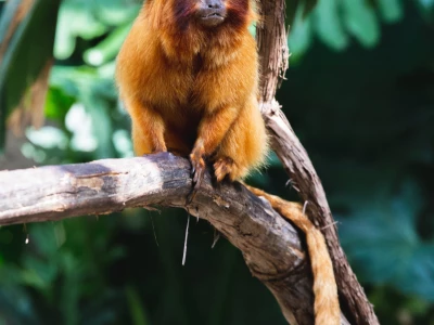 Image showing a monkey by matdflo