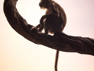 Image showing a monkey by olivier_twwli