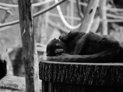 Image showing a monkey by pwittke